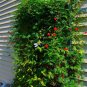 Cardinal Climber 100 Seeds Ipomoea x multifida