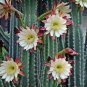 Peruvian Apple Cactus Cereus repandus 100 Seeds