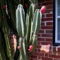 Peruvian Apple Cactus Cereus repandus 100 Seeds