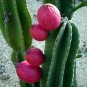 Peruvian Apple Cactus Cereus repandus 100 Seeds