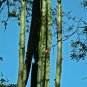 Peruvian Apple Cactus Cereus repandus 100 Seeds