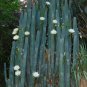 Peruvian Apple Cactus Cereus repandus 100 Seeds