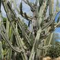 Peruvian Apple Cactus Cereus repandus 100 Seeds