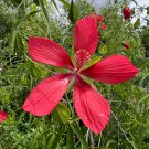 Scarlet Rose Mallow Hibiscus coccineus 100 Seeds Scarlet Rose Mallow Hibiscus coccineus 100 Seeds