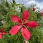 Scarlet Rose Mallow Hibiscus coccineus 100 Seeds