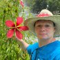 Scarlet Rose Mallow Hibiscus coccineus 100 Seeds