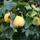 Quince Chaenomeles oblonga 100 Seeds