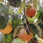 Quince Chaenomeles oblonga 100 Seeds