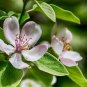 Quince Chaenomeles oblonga 100 Seeds