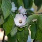 Quince Chaenomeles oblonga 100 Seeds