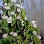 Quince Chaenomeles oblonga 100 Seeds