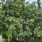 Quince Chaenomeles oblonga 100 Seeds