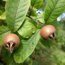 Medlar Mespilus germanica 100 Seeds Medlar Mespilus germanica 100 Seeds