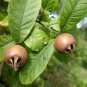 Medlar Mespilus germanica 100 Seeds