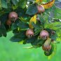 Medlar Mespilus germanica 100 Seeds