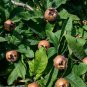 Medlar Mespilus germanica 100 Seeds