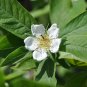 Medlar Mespilus germanica 100 Seeds
