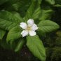 Medlar Mespilus germanica 100 Seeds