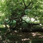 Medlar Mespilus germanica 100 Seeds