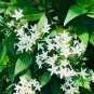 White Pentas Star Flower Pentas lanceolata 25 Seeds
