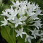 White Pentas Star Flower Pentas lanceolata 25 Seeds