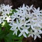 White Pentas Star Flower Pentas lanceolata 25 Seeds