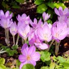 Autumn Crocus  100 Seeds  Colchicum autumnale
