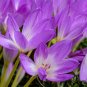 Autumn Crocus 100 Seeds Colchicum autumnale
