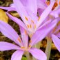 Autumn Crocus 100 Seeds Colchicum autumnale