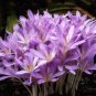 Autumn Crocus 100 Seeds Colchicum autumnale