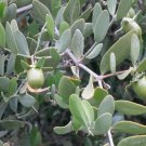 Jojoba Simmondsia chinensis 10 Seeds Jojoba Simmondsia chinensis 10 Seeds