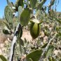 Jojoba Simmondsia chinensis 10 Seeds