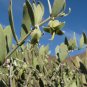 Jojoba Simmondsia chinensis 10 Seeds