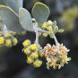 Jojoba Simmondsia chinensis 10 Seeds
