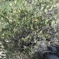 Jojoba Simmondsia chinensis 10 Seeds