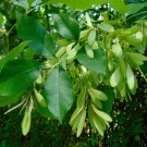 Carolina Ash Fraxinus caroliniana 20 Seeds Carolina Ash Fraxinus caroliniana 20 Seeds