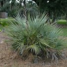 Mazari Palm Nannorrhops ritchiana 5 Seeds Mazari Palm Nannorrhops ritchiana 5 Seeds