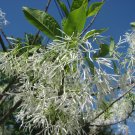 Fringe Tree Chionanthus virginicus 10 Seeds Fringe Tree Chionanthus virginicus 10 Seeds