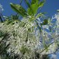 Fringe Tree Chionanthus virginicus 10 Seeds