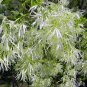 Fringe Tree Chionanthus virginicus 10 Seeds