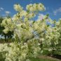 Fringe Tree Chionanthus virginicus 10 Seeds