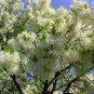 Fringe Tree Chionanthus virginicus 10 Seeds