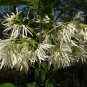 Fringe Tree Chionanthus virginicus 10 Seeds