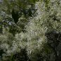 Fringe Tree Chionanthus virginicus 10 Seeds
