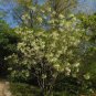 Fringe Tree Chionanthus virginicus 10 Seeds