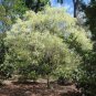 Fringe Tree Chionanthus virginicus 10 Seeds