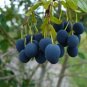 Fringe Tree Chionanthus virginicus 10 Seeds