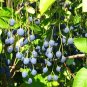 Fringe Tree Chionanthus virginicus 10 Seeds