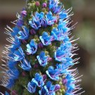 Pride of Madeira 100 Seeds Echium candicans Pride of Madeira 100 Seeds Echium candicans