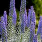 Pride of Madeira 100 Seeds Echium candicans
